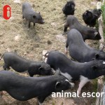 animalescort